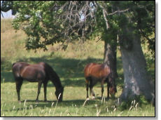 Horses grazing by the trees in the pasture