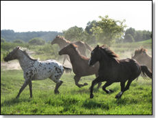 Horses running for fun in the pasture at Luce Line Stable