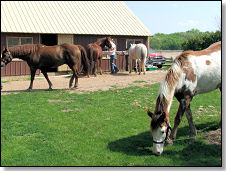 Groomers and Horses