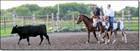 Team Penning