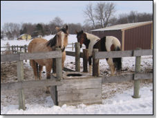 Winter Private Paddock