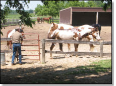At The Paddock Gate