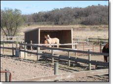 Private Paddock in early autumn