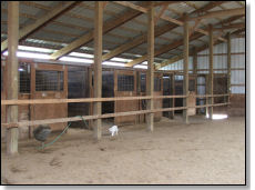 Box Stalls and Cat